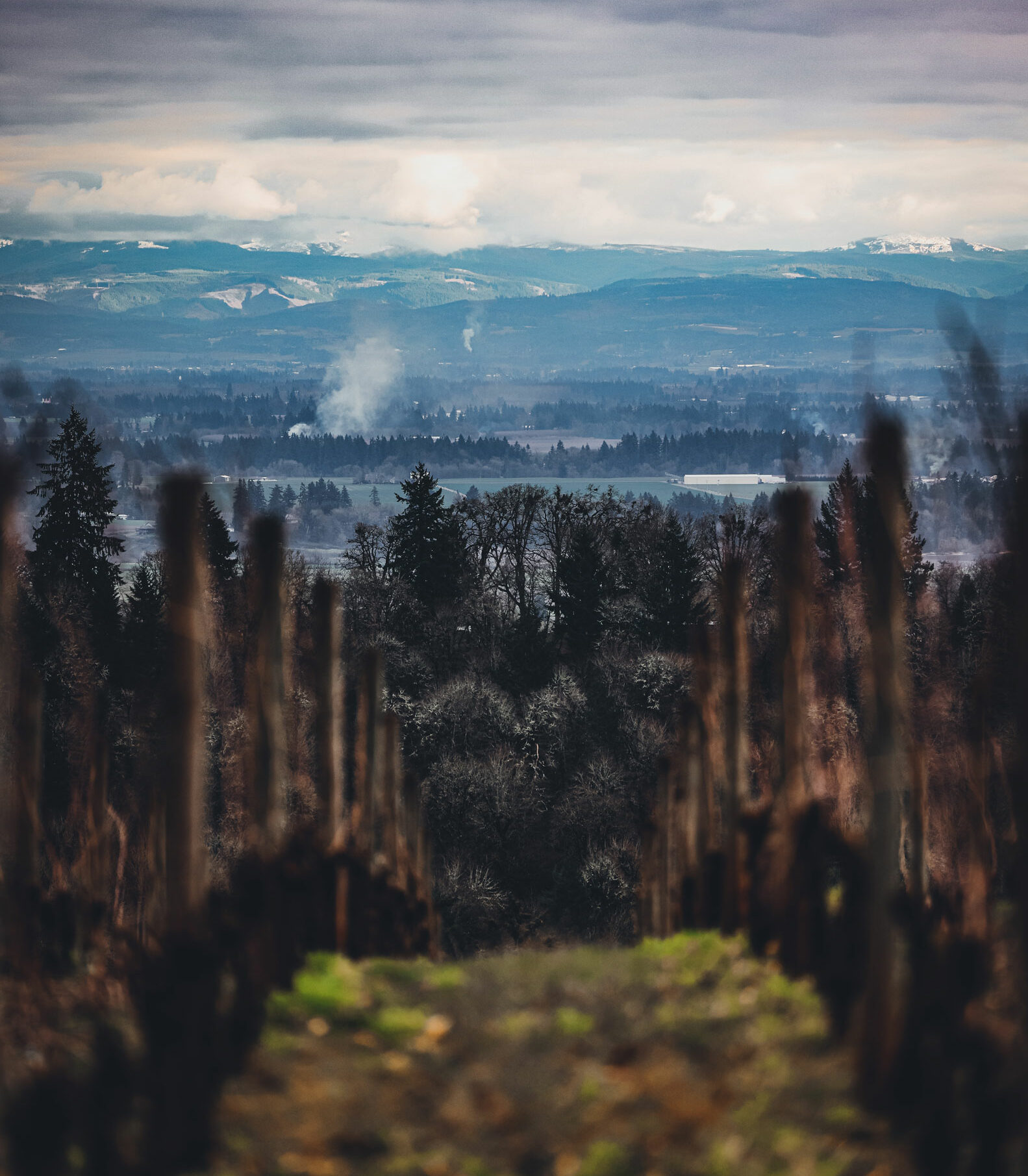 View of the Willamette Valley past the Chosen Family Wines vineyard